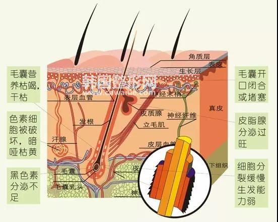 脫發(fā)<a href='/tag_zhifa51.html'>植發(fā)</a>
