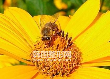 ? ? ? 現(xiàn)代醫(yī)學(xué)證明,蜂王胎能提高人體免疫力,促進新陳代謝,改善神經(jīng)系統(tǒng)功能,激發(fā)細胞活力,調(diào)節(jié)內(nèi)分泌;對營養(yǎng)不良,發(fā)育遲緩,益智安神,恢復(fù)體質(zhì),美容養(yǎng)顏,都有明顯的食療作用。具體如下: 神經(jīng)系統(tǒng):蜂王胎中含有大量的乙酰膽堿,多種氨基酸,多種維生素,特別是B族維生素,它們參與進行神經(jīng)膠質(zhì)細胞的合成與代謝,長期服用可減緩、消除神經(jīng)衰弱,神疲健忘、失眠多夢、氣短心悸等癥狀。 抗衰老、內(nèi)養(yǎng)外顏:蜂王胎中含有豐富的抗衰老活性酶類——SOD超氧化物歧化酶,可以清除人體內(nèi)自由基從而起到延緩衰老的作用,內(nèi)服后,又可全面調(diào)節(jié)人體營養(yǎng)平衡,使人體細胞處于良好生理代謝狀態(tài),從而體現(xiàn)美容效果,對皮膚粗糙,皺紋增多,<a href='/tag_huangheban58.html'>黃褐斑</a>、氣色晦暗,脫發(fā),斷發(fā)有明顯改善。 內(nèi)分泌系統(tǒng):蜂王胎營養(yǎng)豐富,能夠調(diào)節(jié)女性內(nèi)分泌系統(tǒng)通過滋養(yǎng)女性青春美麗的源泉卵巢,給卵巢提供充足養(yǎng)份,延緩卵巢過早萎縮,維護其正常功能,使卵巢達到旺盛狀態(tài),從而解決女性內(nèi)分泌失調(diào)引起的疲乏無力,腰酸腿軟,月經(jīng)不調(diào),陰道干澀,性功能減退等諸多癥狀。 促進生產(chǎn)發(fā)育:蜂王胎中含有極高蛋白,多種氨基酸,維生素A,維生素D,鋅、鈣等微量元素,對促進少年兒童新陳代謝,益智安神,增進食欲,增加營養(yǎng),對成年人體虛體弱,身體消瘦等皆有巨大作用 增強免疫力:蜂王胎中含有豐富的天然?;撬?,對持續(xù)調(diào)節(jié)人體生理機能、激發(fā)細胞活力,提高機體免疫力有著顯著功效。 消化系統(tǒng):蜂王胎中含有豐富的蛋白質(zhì),氨基酸、維生素B1等可促進對胃液的合成與正常分泌,活躍了消化系統(tǒng),對治療慢性胃炎、胃十二指腸潰瘍有顯著輔助治療作用。 食用好處 1、滋養(yǎng)卵巢 修復(fù)子宮 經(jīng)科學(xué)測定,蜂王胎含有大量的天然卵巢生長素,同時含有180多種天然珍稀成分,能有效滋養(yǎng)卵巢,延緩卵巢功能衰退、老化。此外,蜂王胎含有胚胎細胞旺盛的生命力,能促進人體組織增加分裂及活化,迫使已衰老或老化的細胞分裂排除,并由新的細胞進行替代工作,對女性每月月經(jīng)造成的子宮受損及藥流、人流造成的子宮受損,有營養(yǎng)滋潤修復(fù)作用 2、保持青春 延緩衰老 現(xiàn)代醫(yī)學(xué)研究表明,30至40歲的女性由于卵巢功能下降,帶來許多不可遏止的衰老癥狀,如內(nèi)分泌失調(diào)、疲乏無力、月經(jīng)不調(diào)、腰酸腿軟等問題困擾著現(xiàn)代女性。脫發(fā)、斷發(fā)、皮膚松弛、粗糙、皺紋增加、臉色灰暗等更增添了女人的煩惱。醫(yī)學(xué)專家告誡,衰老背后隱藏的是整個人體健康狀況的惡化,因此,必須引起高度重視,卵巢護養(yǎng)是女性保持健康、美麗的源泉。 3、<a href='/tag_yangyanquban.html'>養(yǎng)顏祛斑</a> <a href='/tag_quzhou26.html'>祛皺</a> 陶弘景的《神農(nóng)本草經(jīng)集注》指示,蜂仔酒漬敷面令人悅目。蜂王胎含有極其豐富的蛻皮激素和生物活性因子,試驗表明,長期服用蜂王胎,可以<a href='/tag_xiaochuhuangheban.html'>消除黃褐斑</a>、雀斑等皮膚斑,可使皮膚細膩,更可增強皮膚表面張力,減緩消除表皮組織松弛而形成的皺紋。 4、抑制腫瘤 蜂王胎含有各種具有生物活性的生物酶素、酶類物質(zhì),能促進蛋白質(zhì)的正常肽鏈的螺旋狀結(jié)構(gòu)的建立,并使氨基酸的序列正常化,從而有助于受腫瘤破球的細胞結(jié)構(gòu)的正常化,國外報道,蜂王胎含有抑制腫瘤的特殊混合激素,有抗癌作用。 5、提高智力 恢復(fù)體能 蜂王胎富含有8種人體必需的氨基酸,基中天門冬氨基酸和谷氨酸的含量最高,對人體有很好的健腦、促進記憶作用??商岣咧橇?,促進消化機能的恢復(fù),以及身體虛弱、疲乏無力、病后或手術(shù)的恢復(fù)。