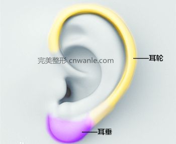 好的耳垂是怎么樣的