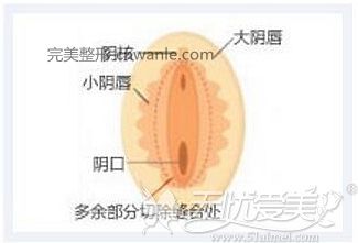 女性私密處構造